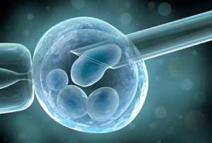 Teknologi In Vitro Embryo Pada Ternak Informasi Peternakan
